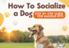 How to Socialize a Dog: A Step-by-Step Guide for Anxious Pets